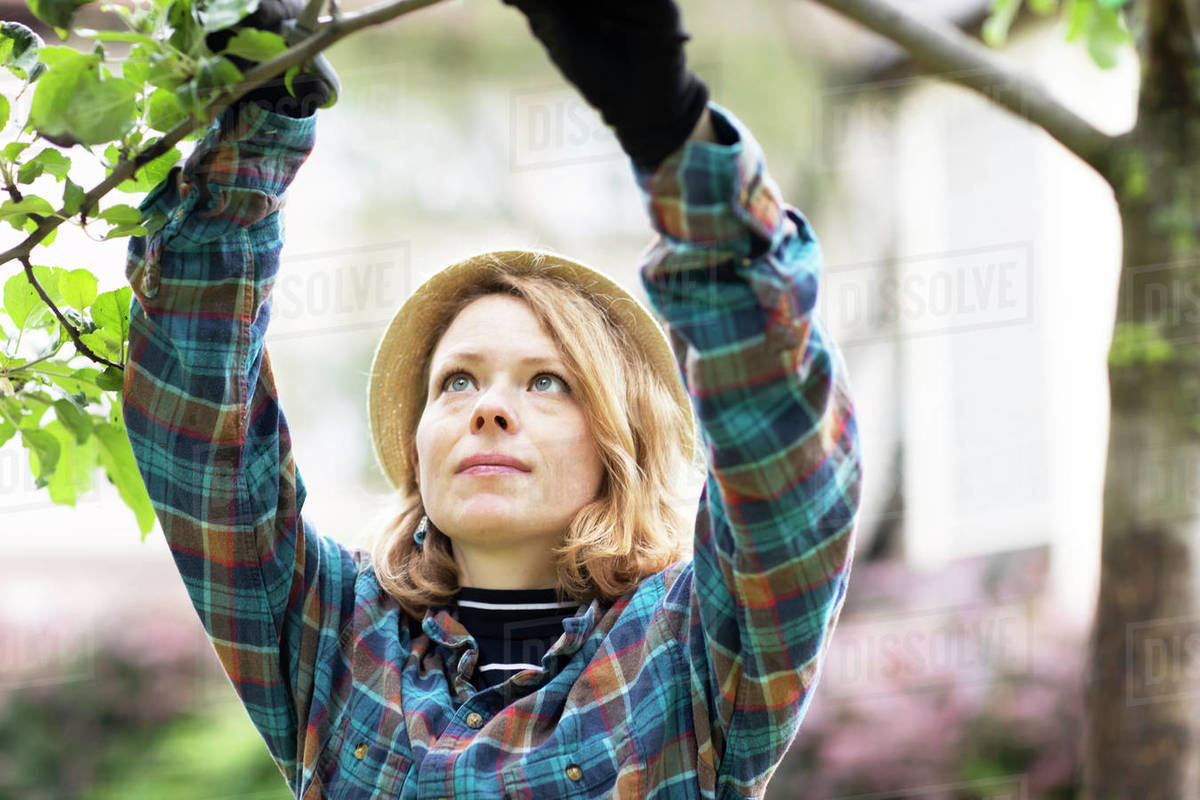 Mid adult woman pruning tree in her garden, shallow focus Royalty-free stock photo