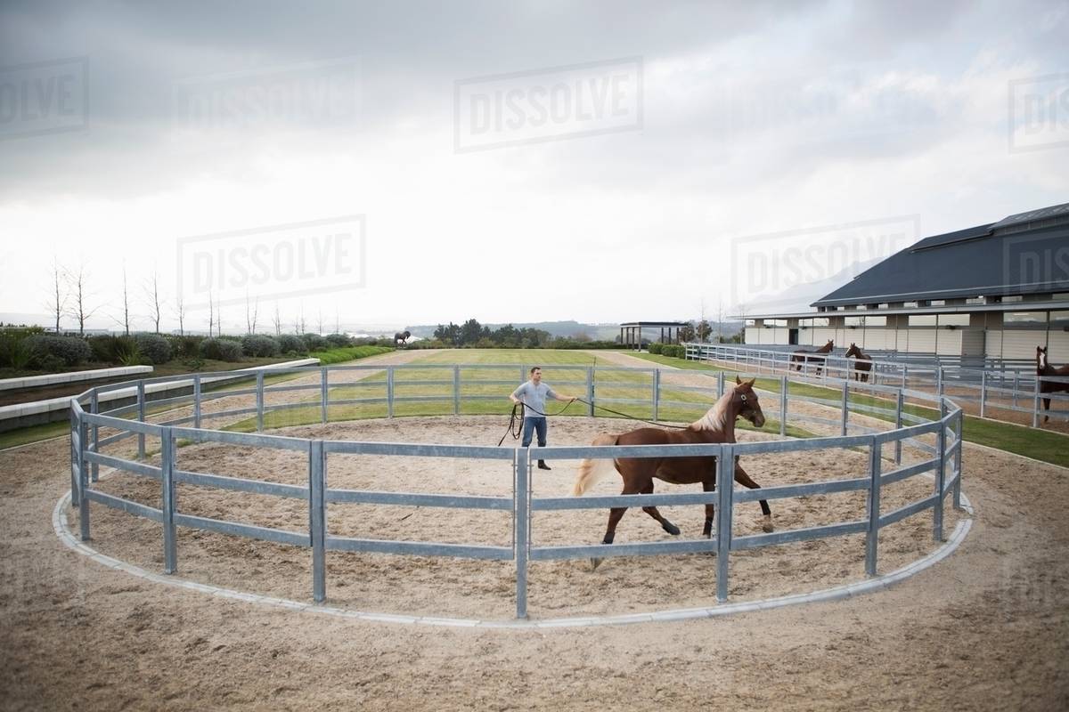 Male stablehand training palomino horse around paddock ring - Royalty ...