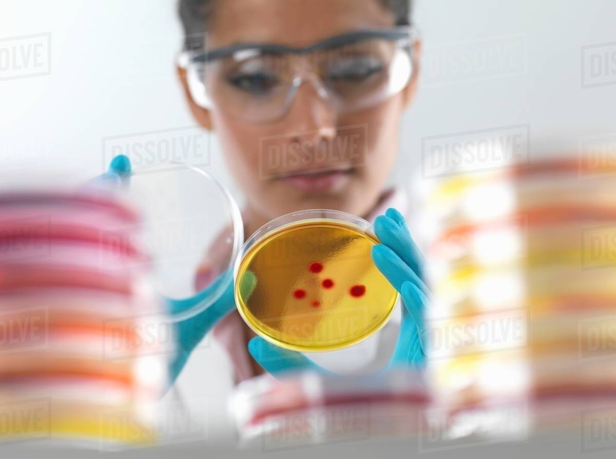 Female scientist examining cultures in petri dish in microbiology lab