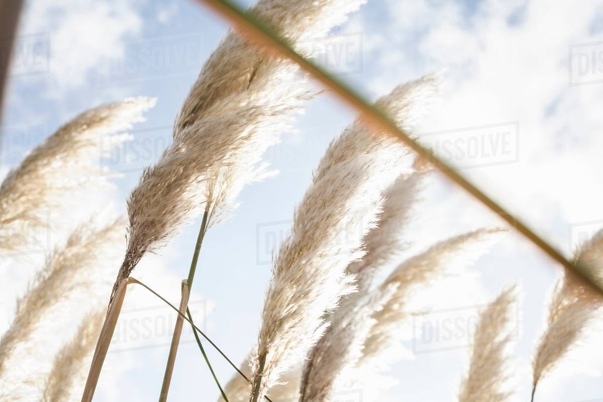 Close up of pampas grass in sunlight Stock Photo Dissolve