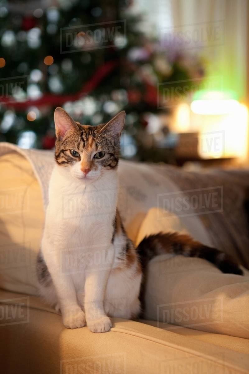 Cat Sitting On Couch In Living Room Stock Photo Dissolve