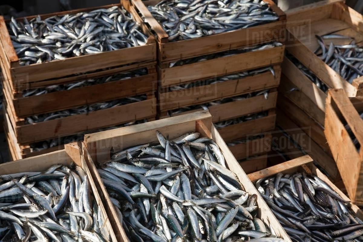 Freshly caught fish in crates Stock Photo Dissolve