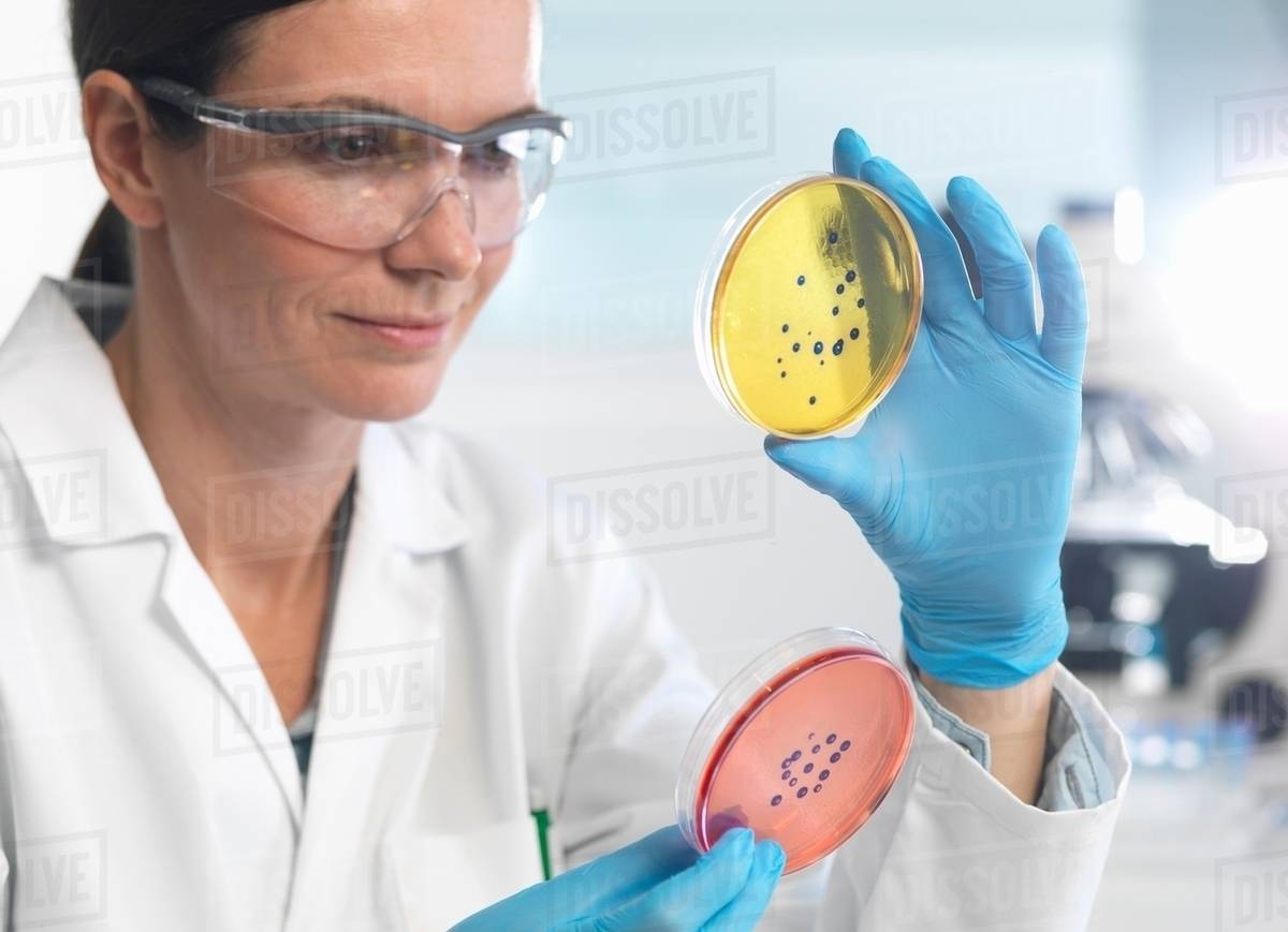 Scientist examining set of petri dishes in microbiology lab Stock