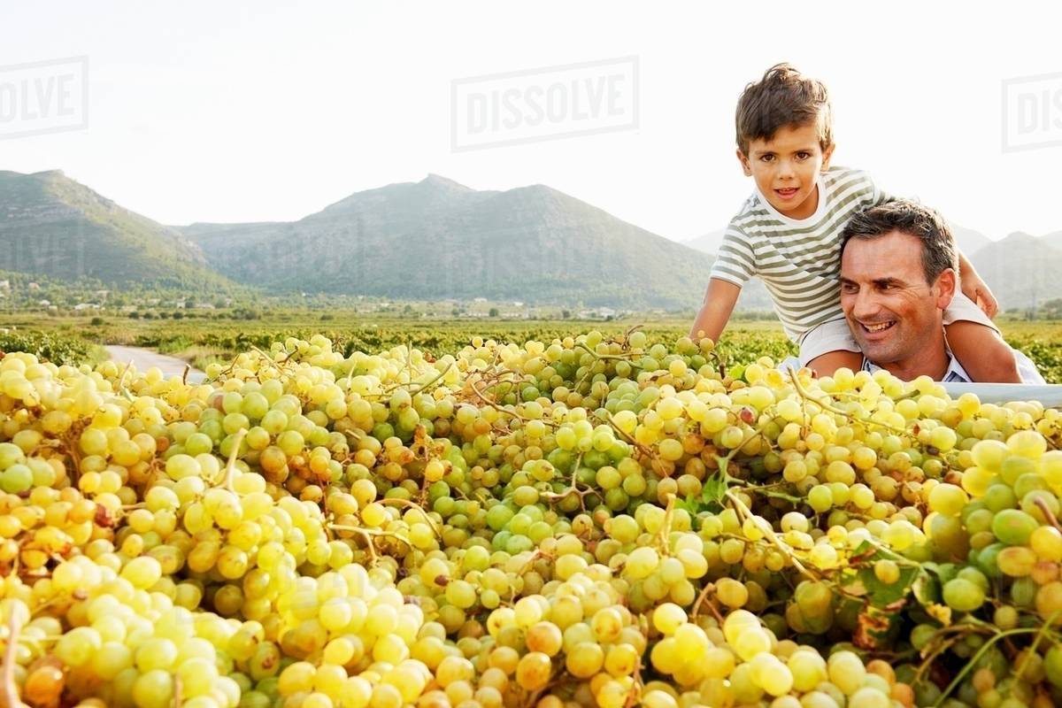 Father and son looking at pile of grapes Stock Photo Dissolve