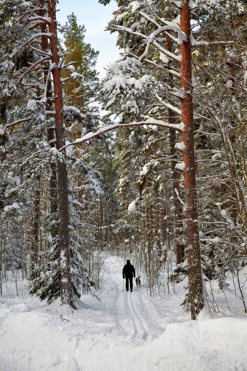 Man crosscountry skiing with dog Stock Photo Dissolve