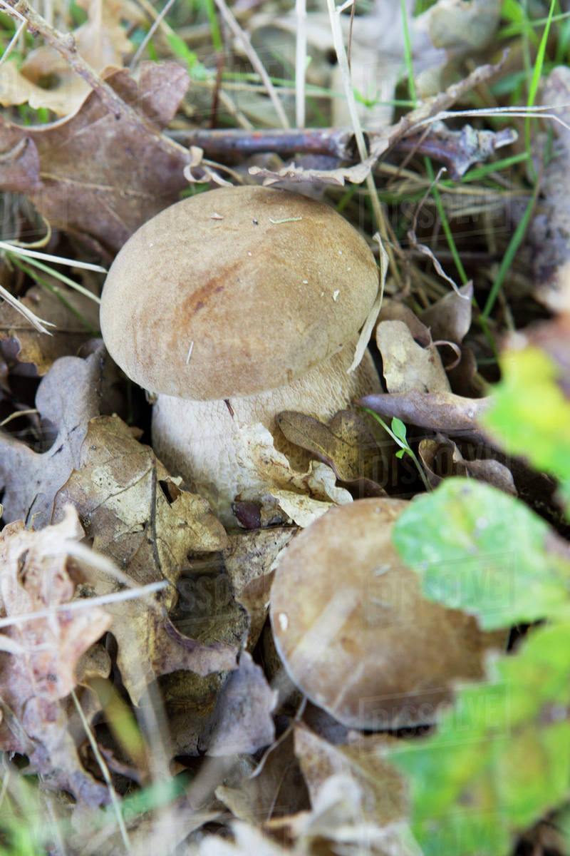 Porcini mushrooms growing in soil Stock Photo Dissolve