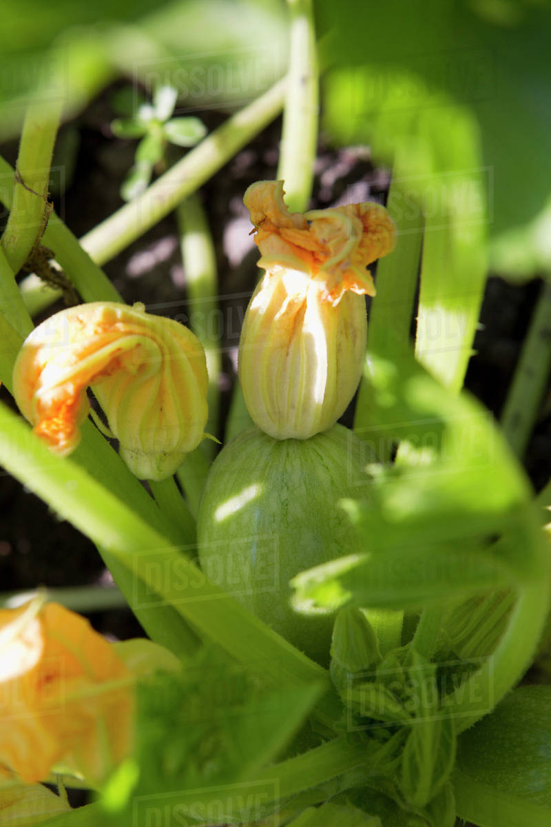 Zucchini blossoms Stock Photo Dissolve