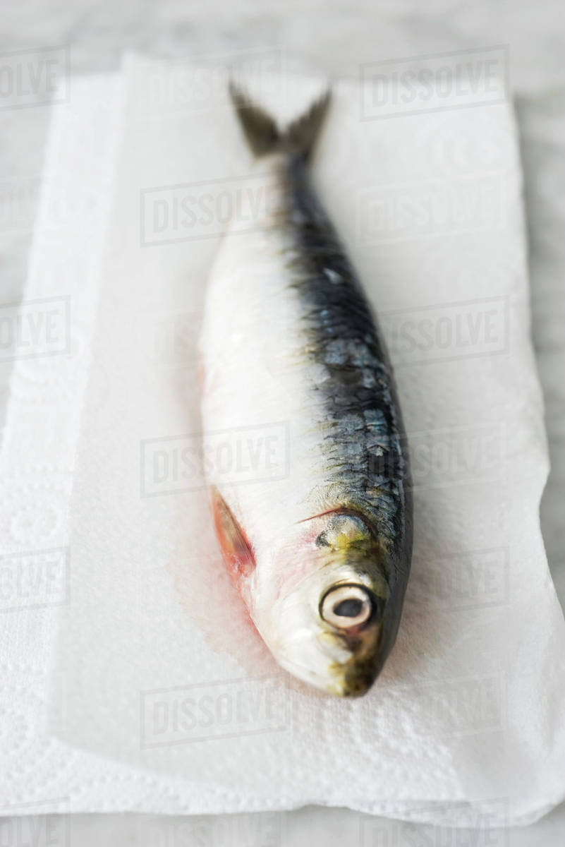 Raw sardine Stock Photo Dissolve
