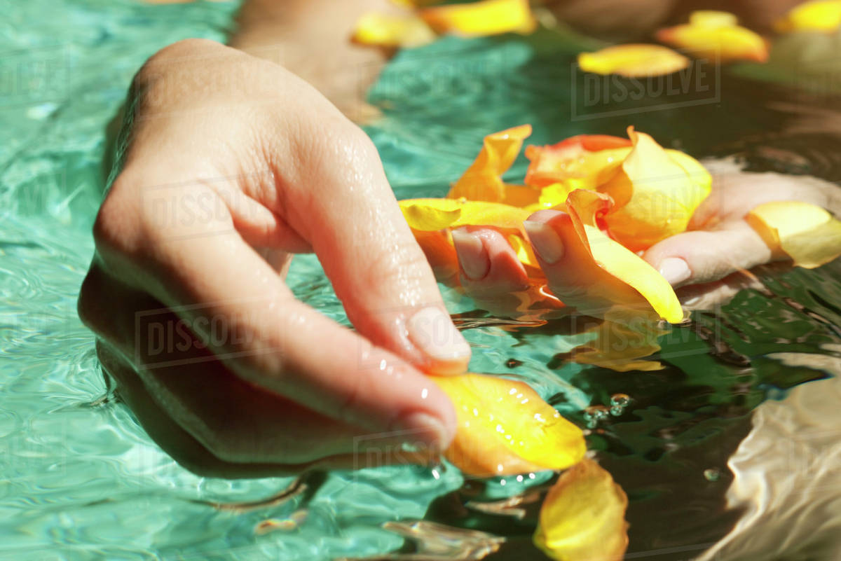 Gathering flower petals floating on water Stock Photo Dissolve