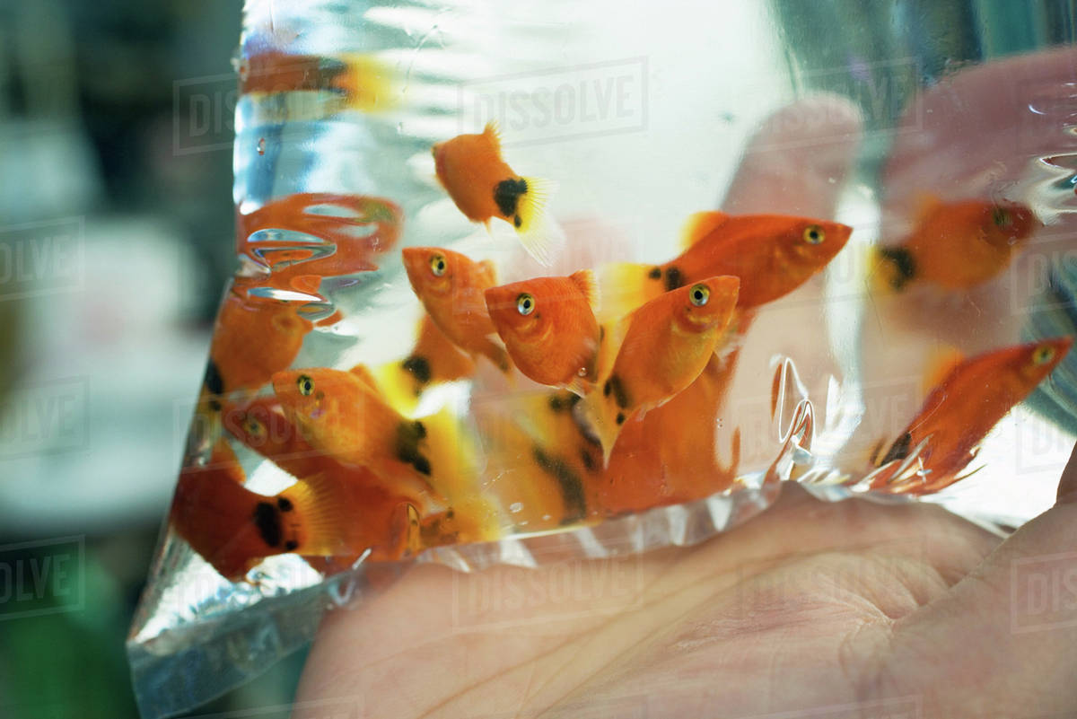 Goldfish in plastic bag Stock Photo Dissolve