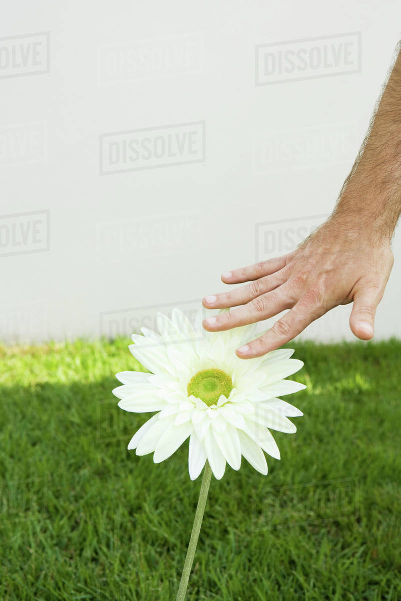 Man touching flower, cropped view of hand Stock Photo Dissolve
