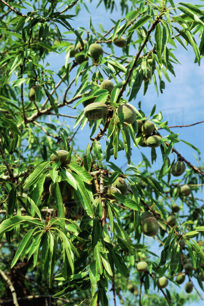 Almonds growing on tree, closeup Stock Photo Dissolve