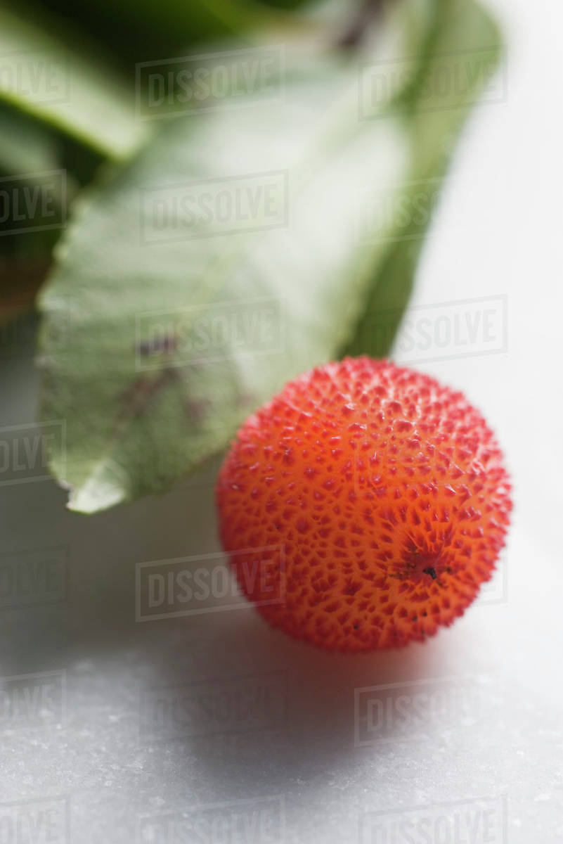 Arbutus berry Stock Photo Dissolve