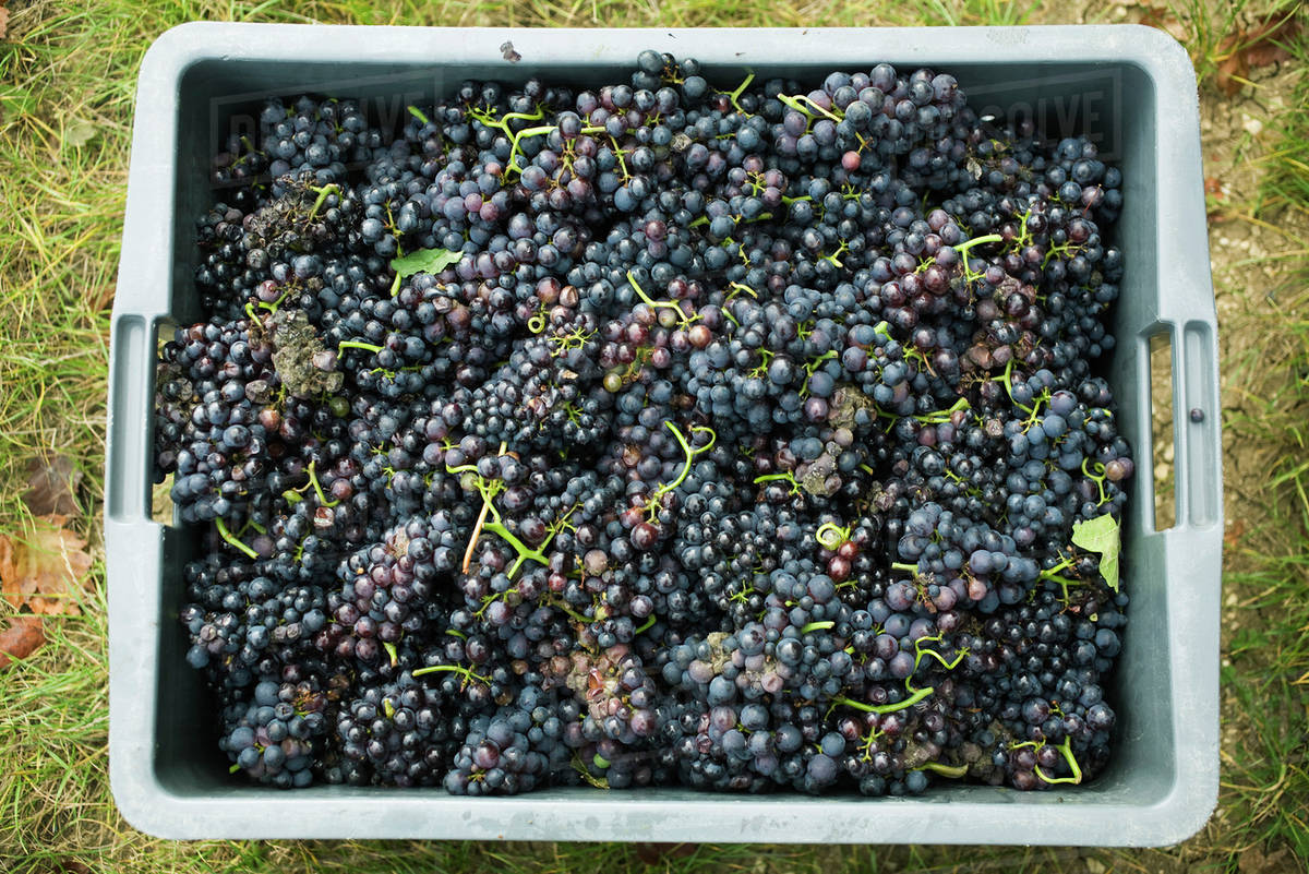 Black grapes in plastic bin Stock Photo Dissolve