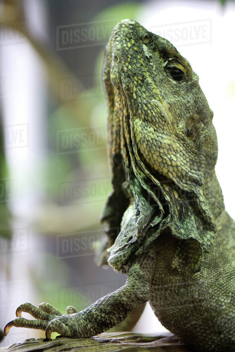 Frill-necked lizard (Chlamydosaurus kingii) looking up Royalty