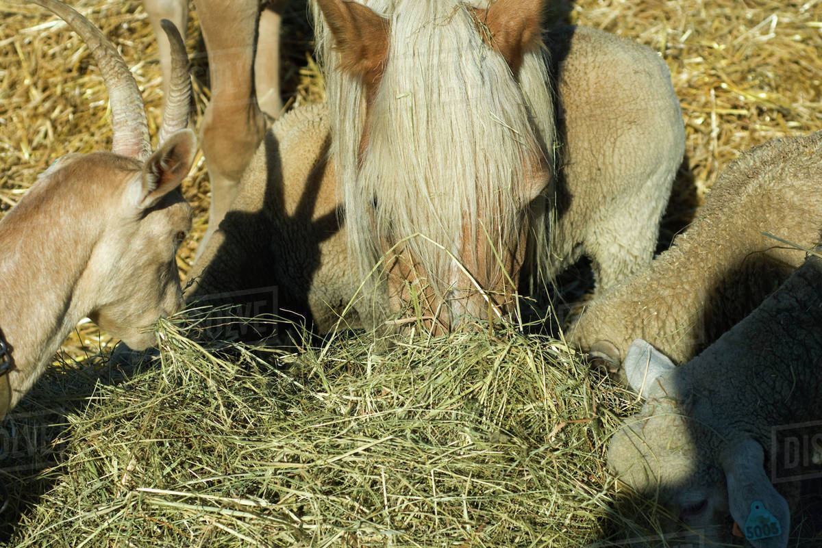 Farm animals eating hay, closeup Stock Photo Dissolve