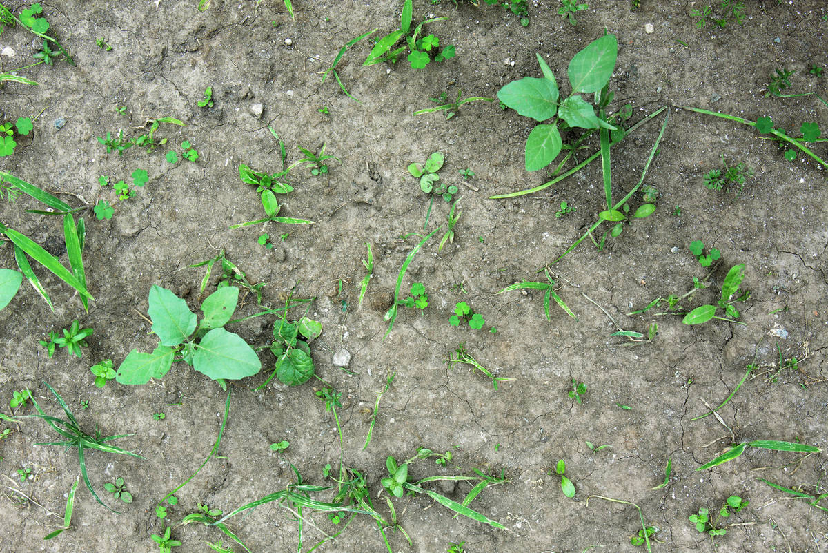 Weeds growing in parched soil Stock Photo Dissolve