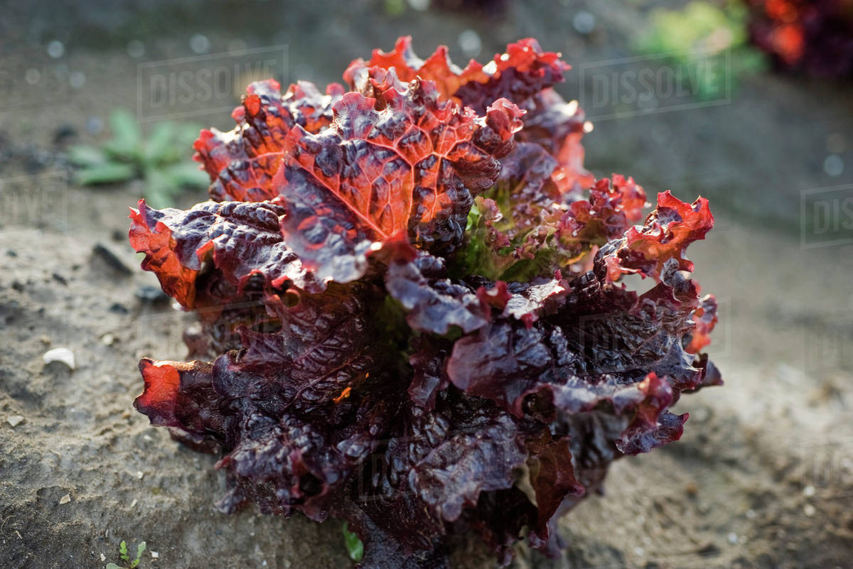 Merlot lettuce growing in vegetable garden, closeup Stock Photo