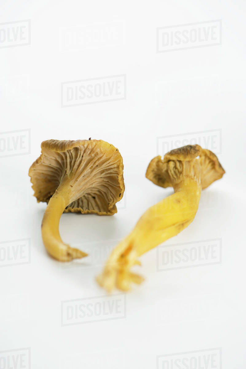 Fresh chanterelles Stock Photo Dissolve
