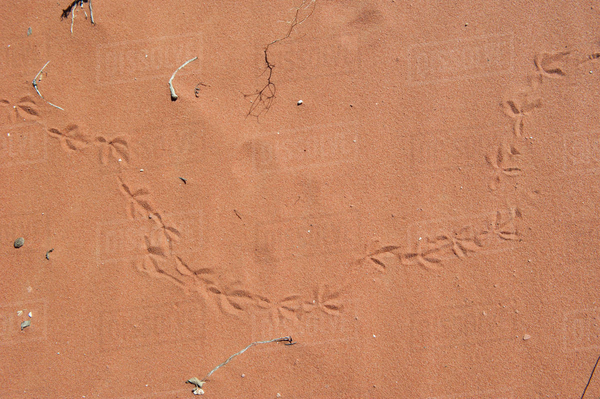 Bird Tracks In Sand Full Frame Stock Photo Dissolve Bird Tracks In Sand Full Frame