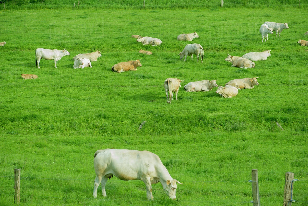 Cows grazing in pasture - Royalty-free Stock Photo | Dissolve