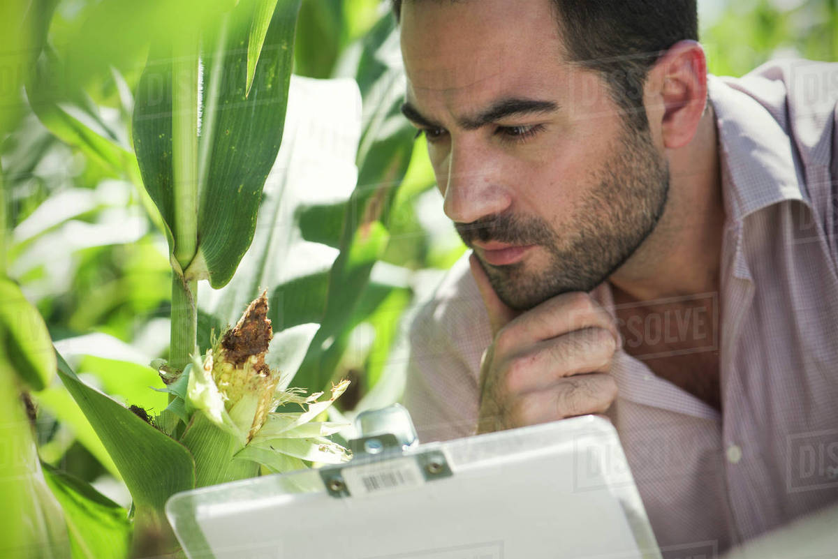 Inspector inspecting maize crop in field - Stock Photo - Dissolve