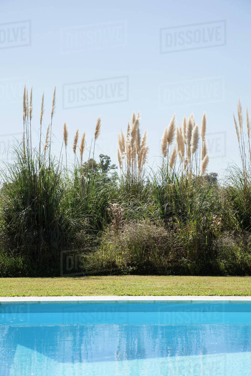 Pampas grass growing near swimming pool Stock Photo Dissolve
