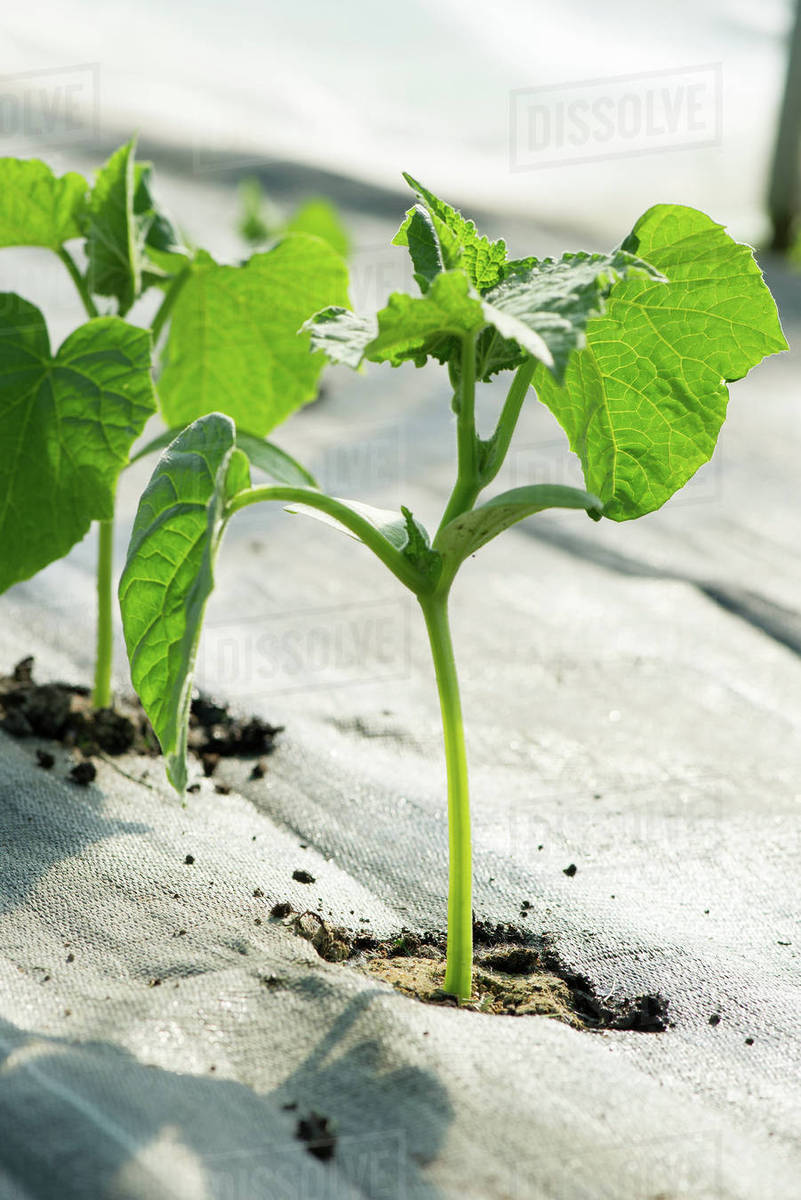 Plants growing in garden Stock Photo Dissolve