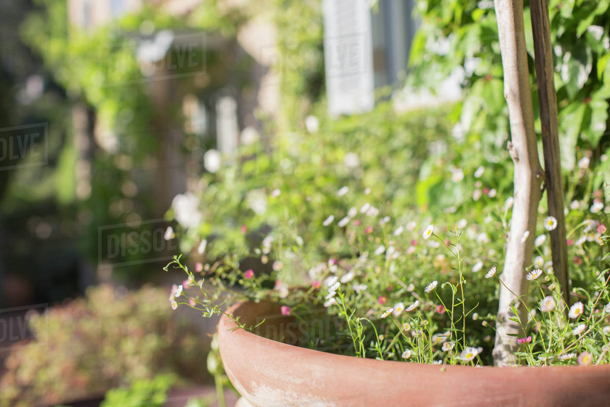 Delicate flowers growing in pot in sunny garden Stock Photo Dissolve