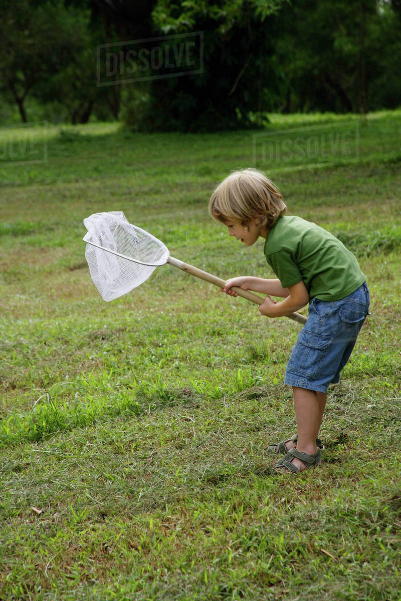 Little boy trying to catch insects in a net. Stock Photo Dissolve