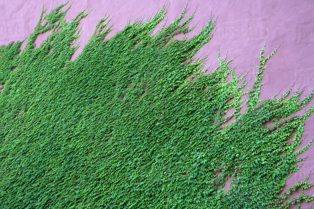 Ivy climbing up wall Stock Photo Dissolve