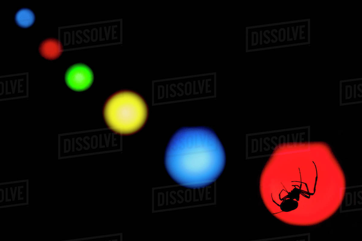 Inverted image of silhouetted spider suspended from its spider silk