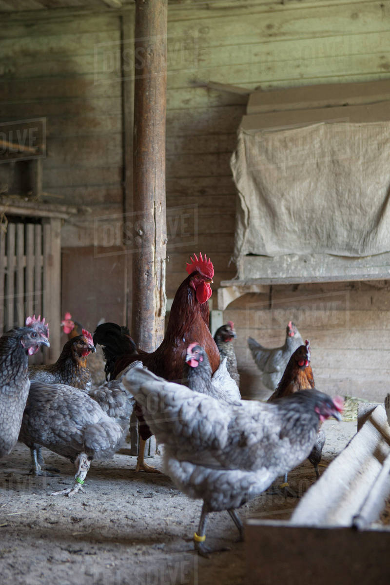 Group of hens and rooster at chicken coop Stock Photo Dissolve