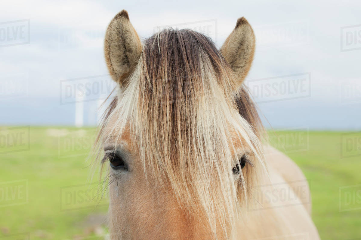 Closeup of horse forelock Stock Photo Dissolve