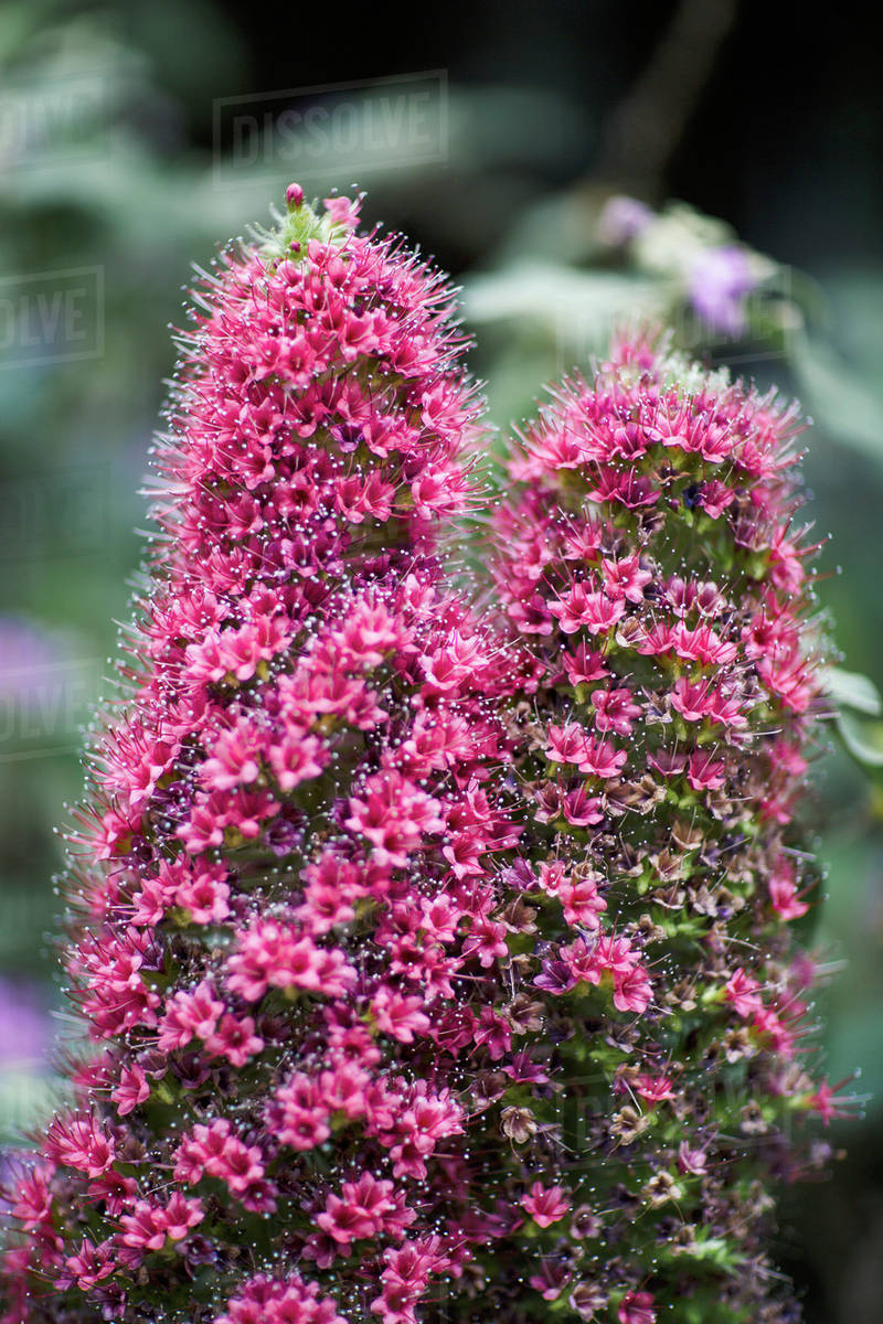 Closeup of buddleia flowers blooming at park Stock Photo Dissolve