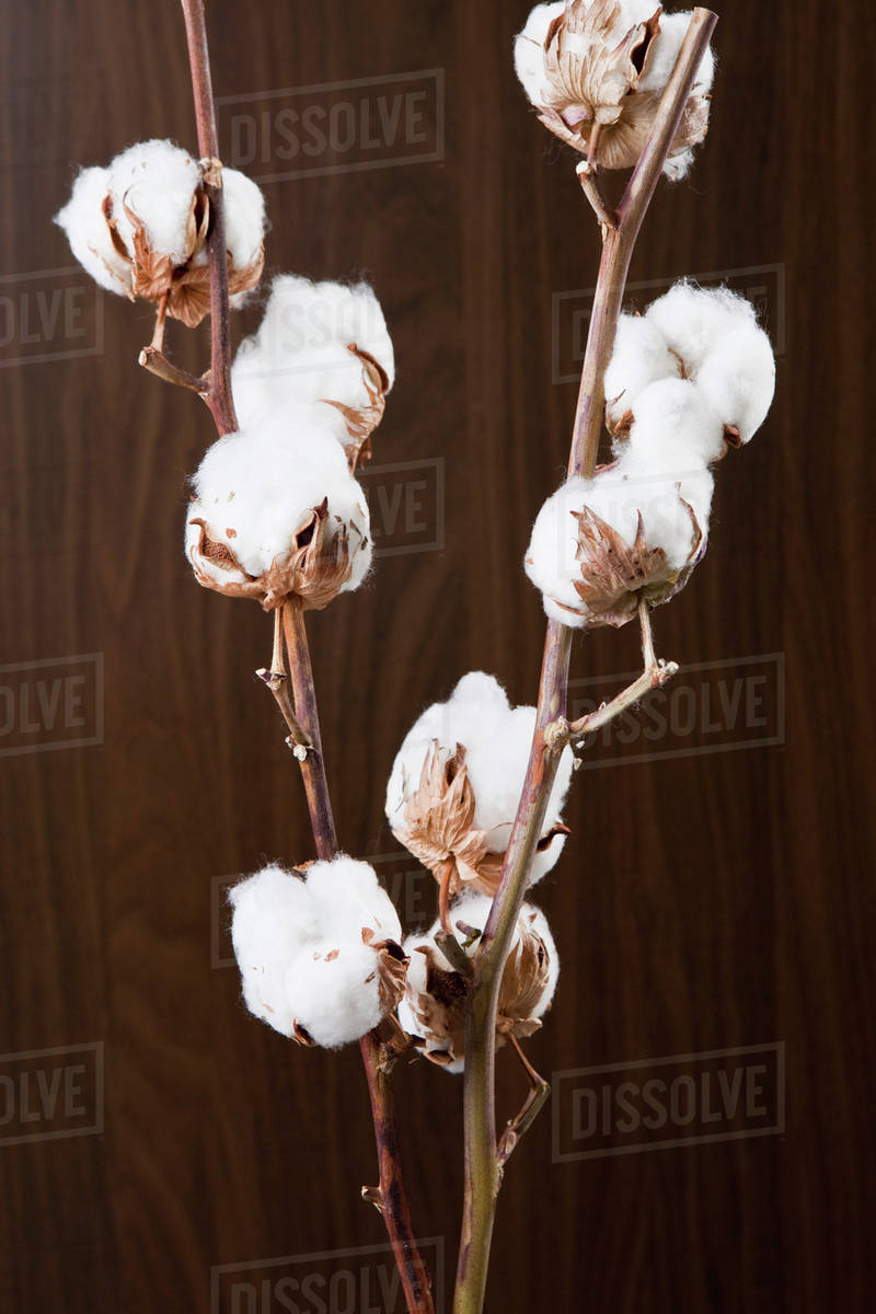 Cotton plant with cotton bolls Stock Photo Dissolve