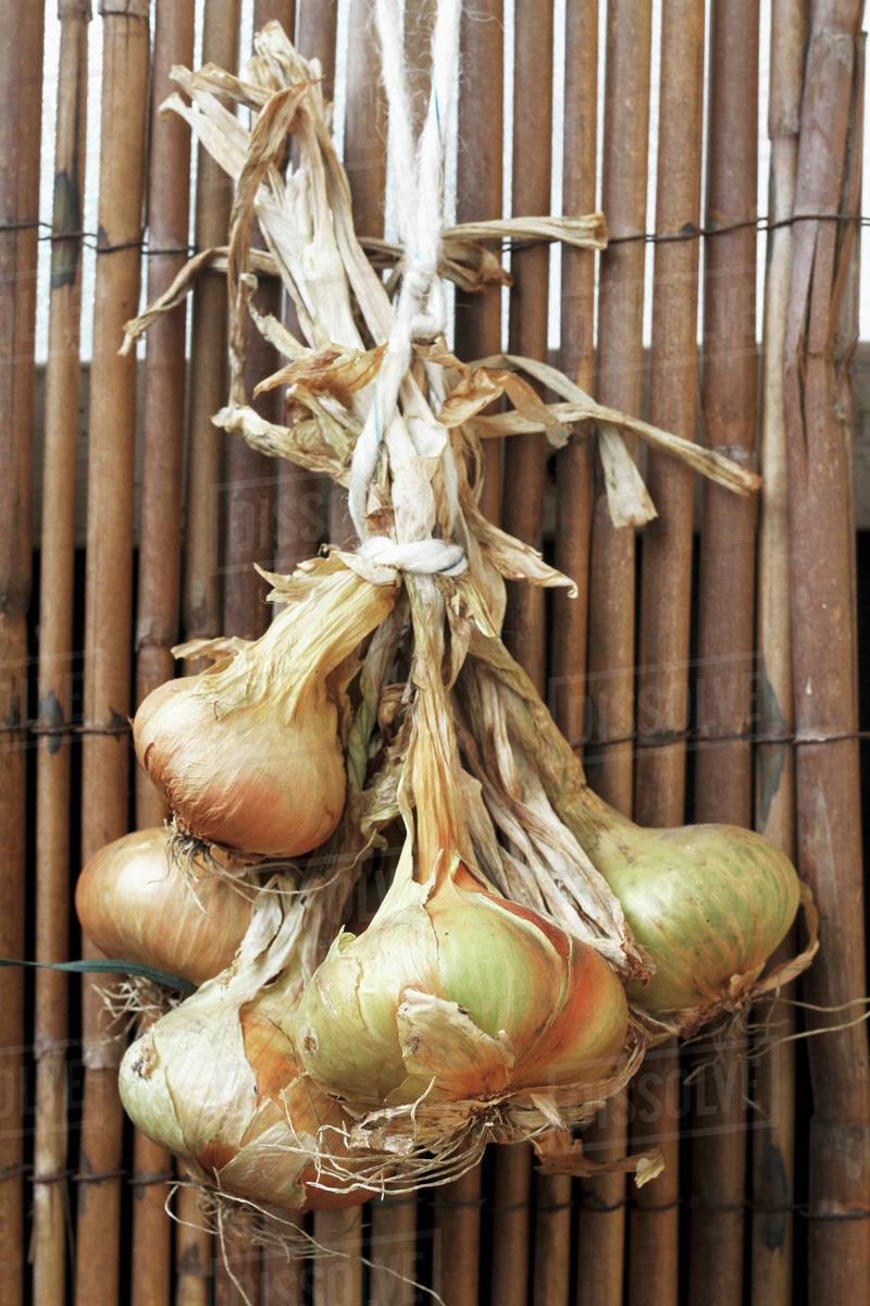 Bunch of onions hanging on wooden fence Stock Photo Dissolve