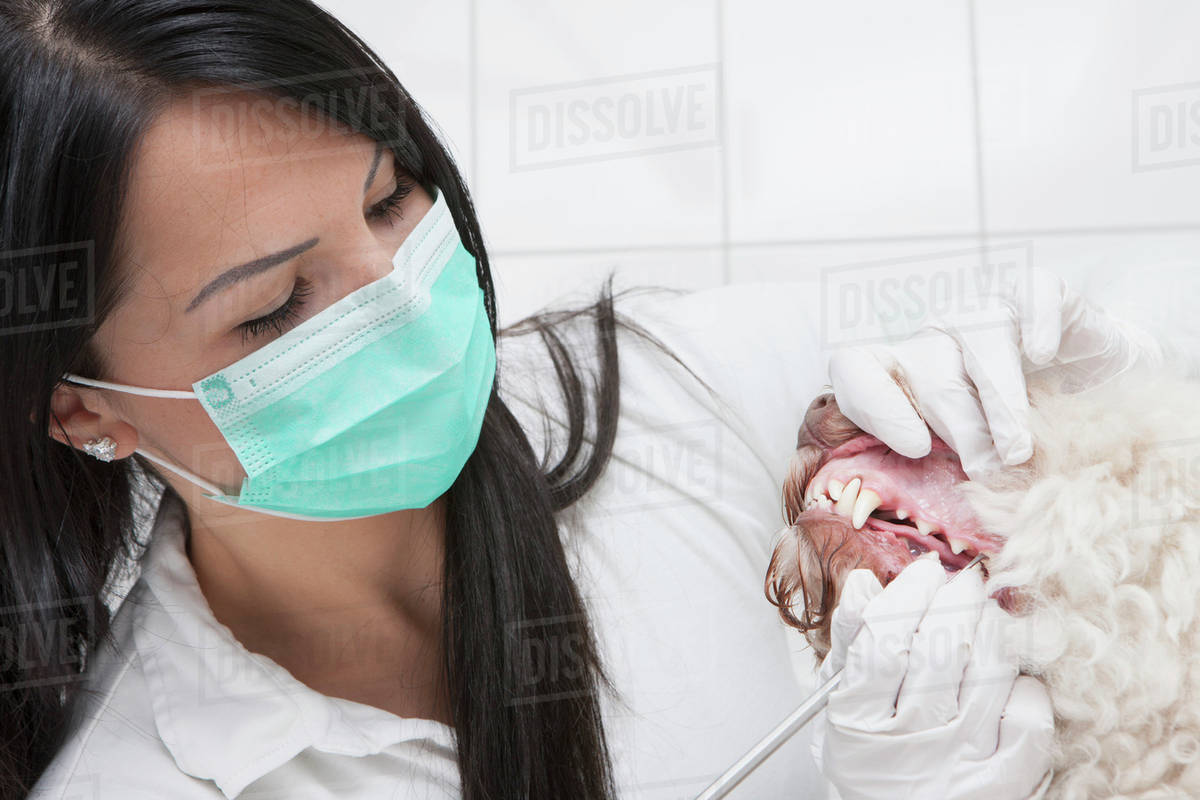 Female veterinarian cleaning dog's teeth in clinic Stock Photo Dissolve