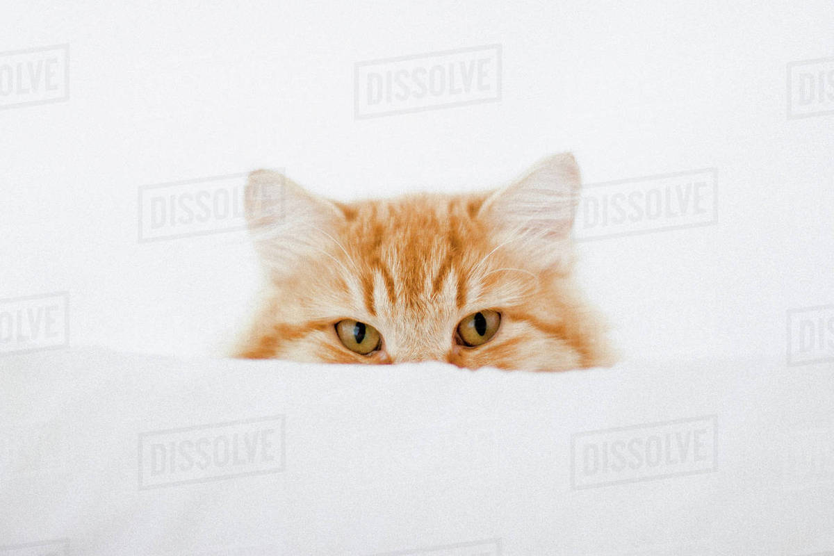 Portrait of ginger cat hiding behind cushion Stock Photo Dissolve