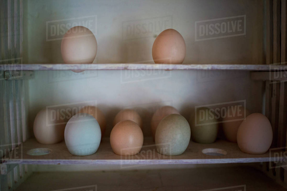 Various eggs on shelf - Stock Photo - Dissolve
