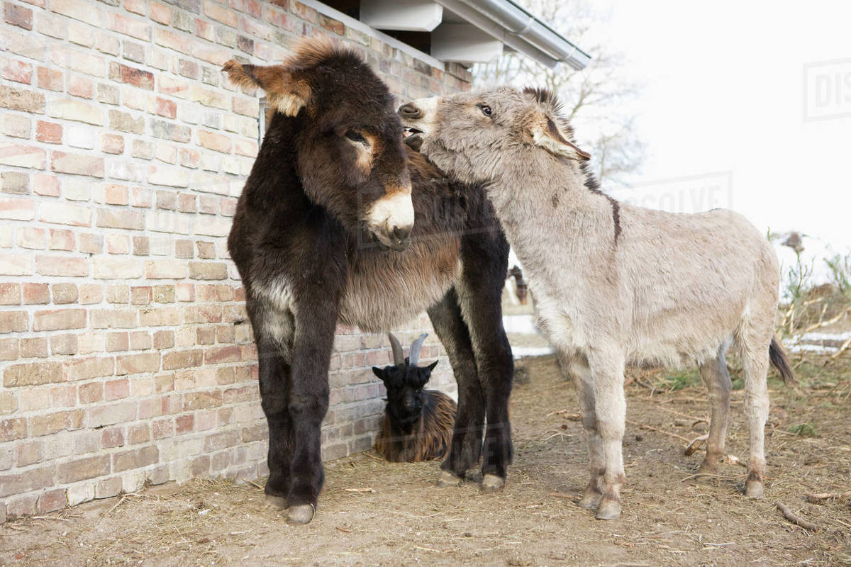 Baby donkeys and goat on farm Stock Photo Dissolve