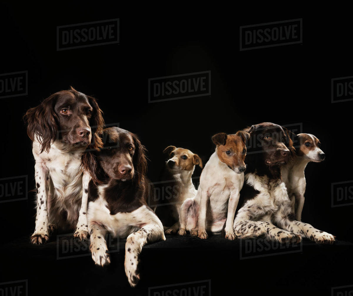 Studio shot Springer Spaniel and Jack Russell Terrier dogs