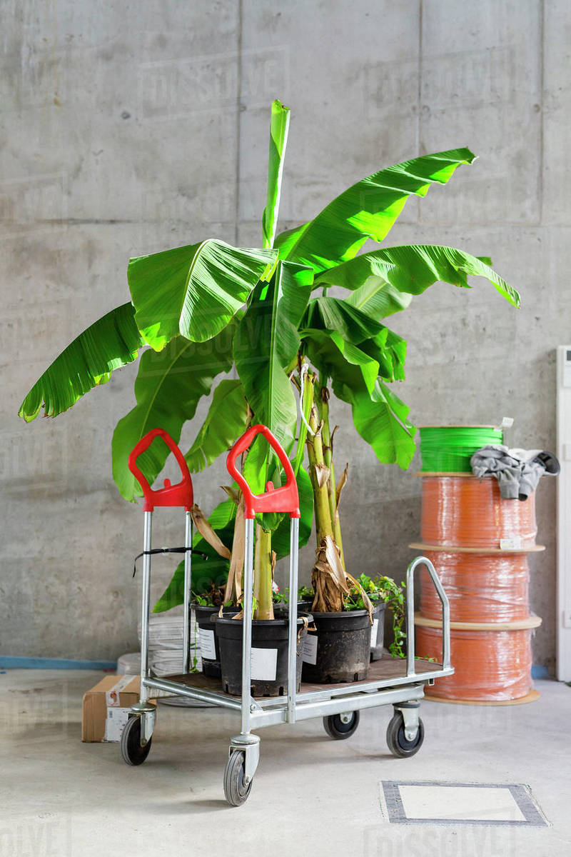 Potted tropical plants on rolling cart at construction site Royalty-free stock photo