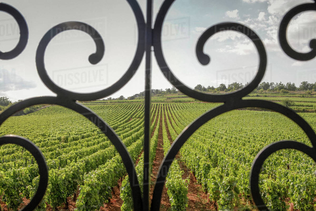 Scenic vineyard view behind scroll railing, Beaune, Burgundy, France Royalty-free stock photo