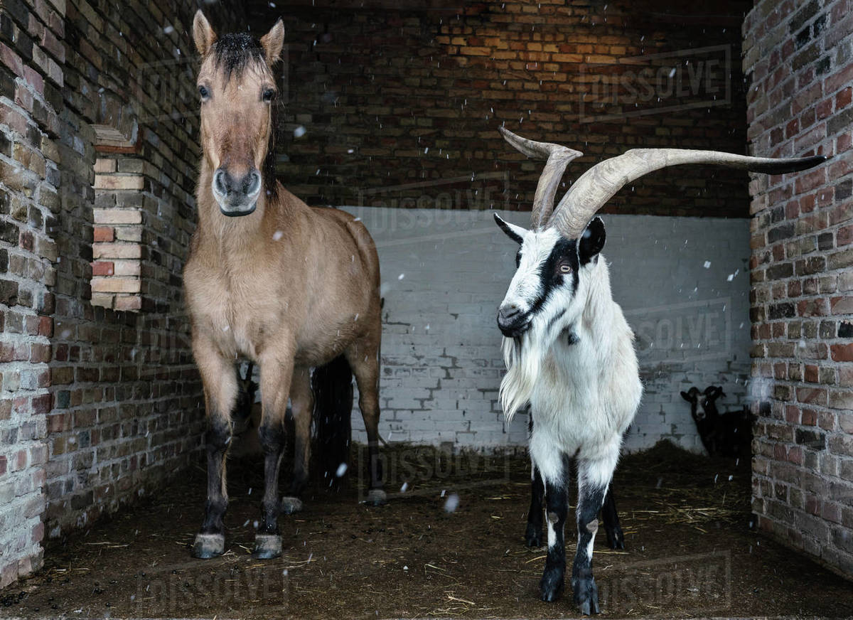 Horse and goat taking shelter from snow in barn Stock Photo Dissolve