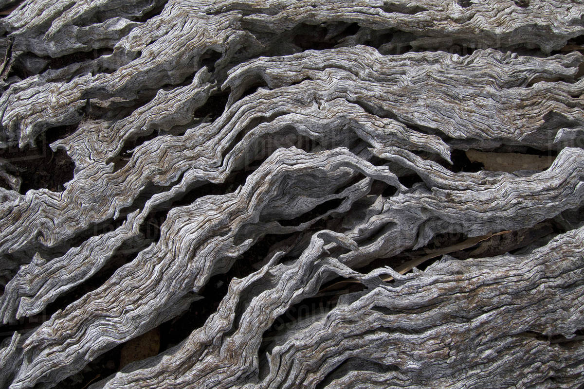 The bark of a dead tree Stock Photo Dissolve